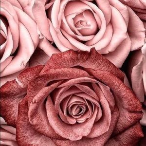 Meet your Posher, Luna